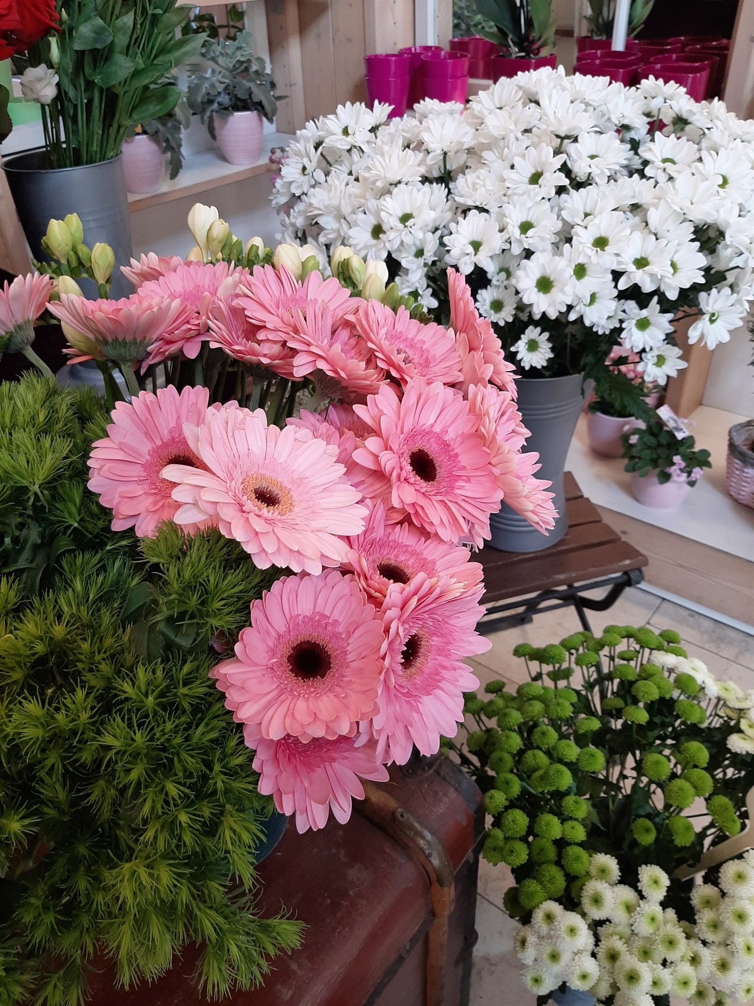 Rosa Gerbera vor weißen Chrysanthemen