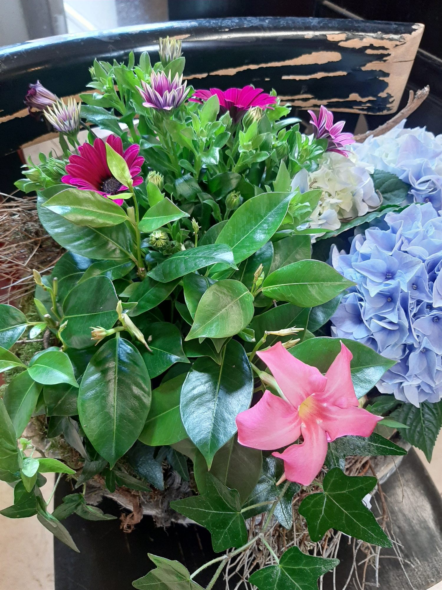 Bepflanzte Schale mit Kapkörbchen, Hortensie und Efeu