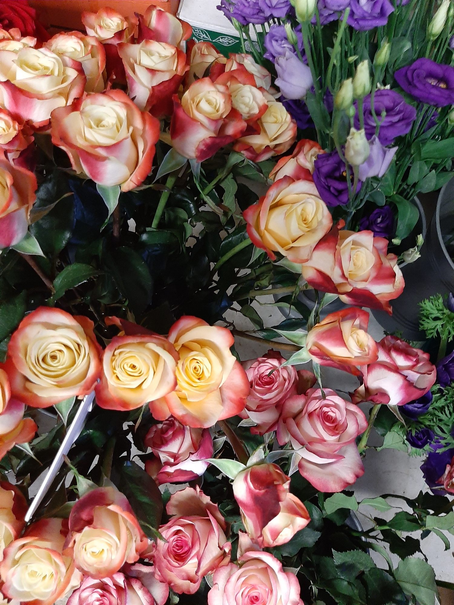 Rosen in Apricot, Creme und Altrosa dicht nebeneinander