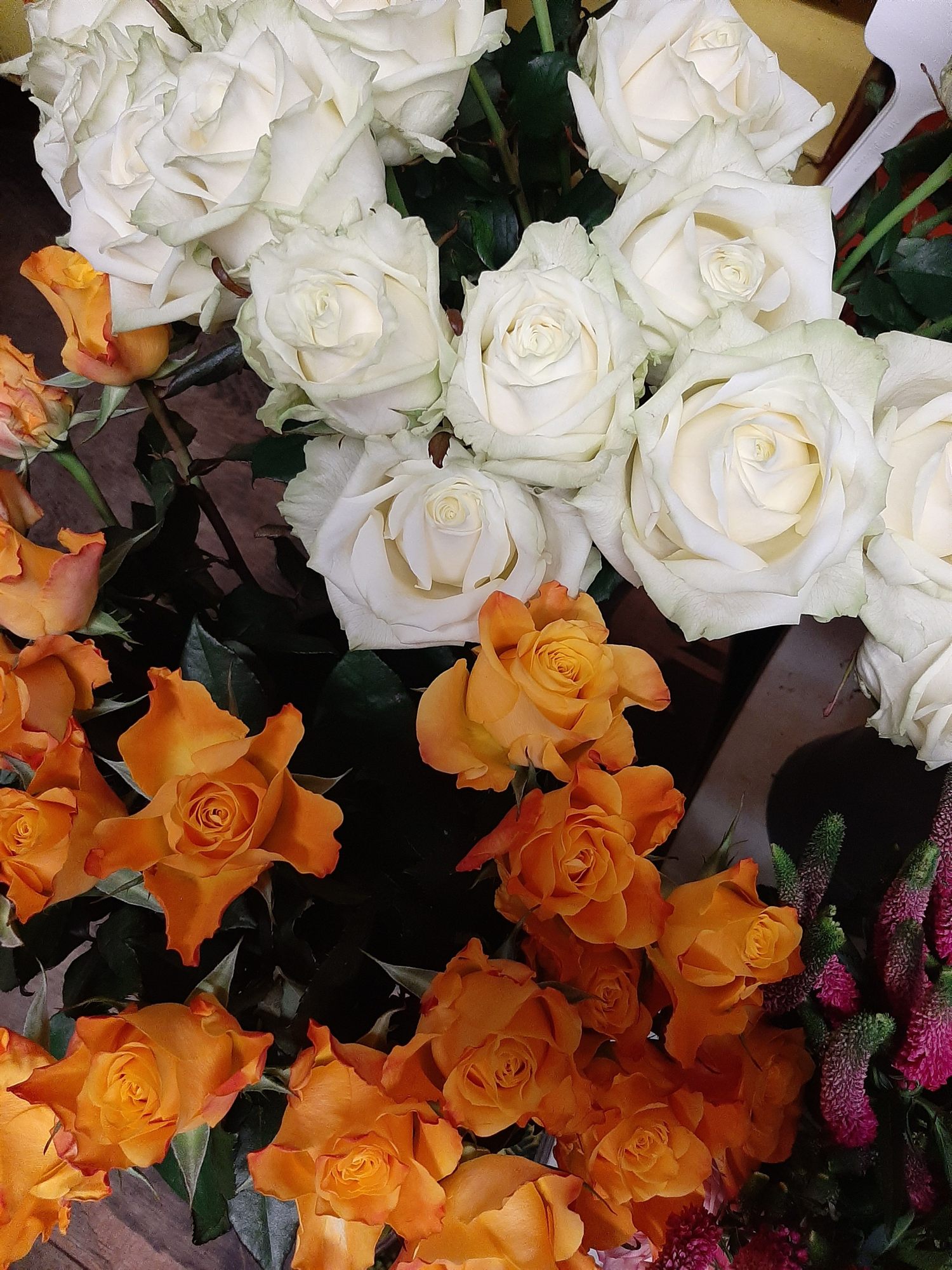 Weiße und orangefarbene Rosen dicht an dicht