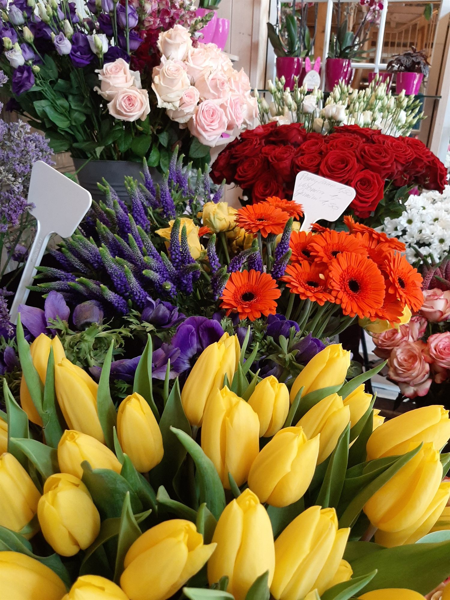 Gelbe Tulpen und Lavendel vor der Auslage
